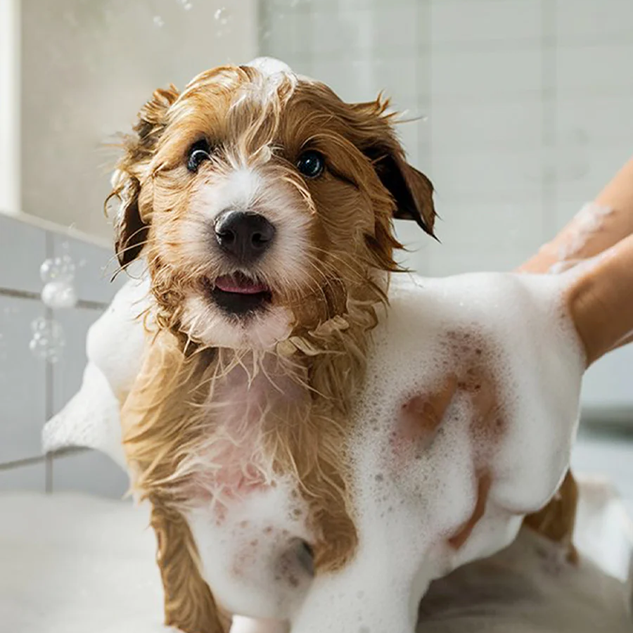 [REFILL] Deodorizing Pet Spray | The Between-Wash Wonder - Wild Heart