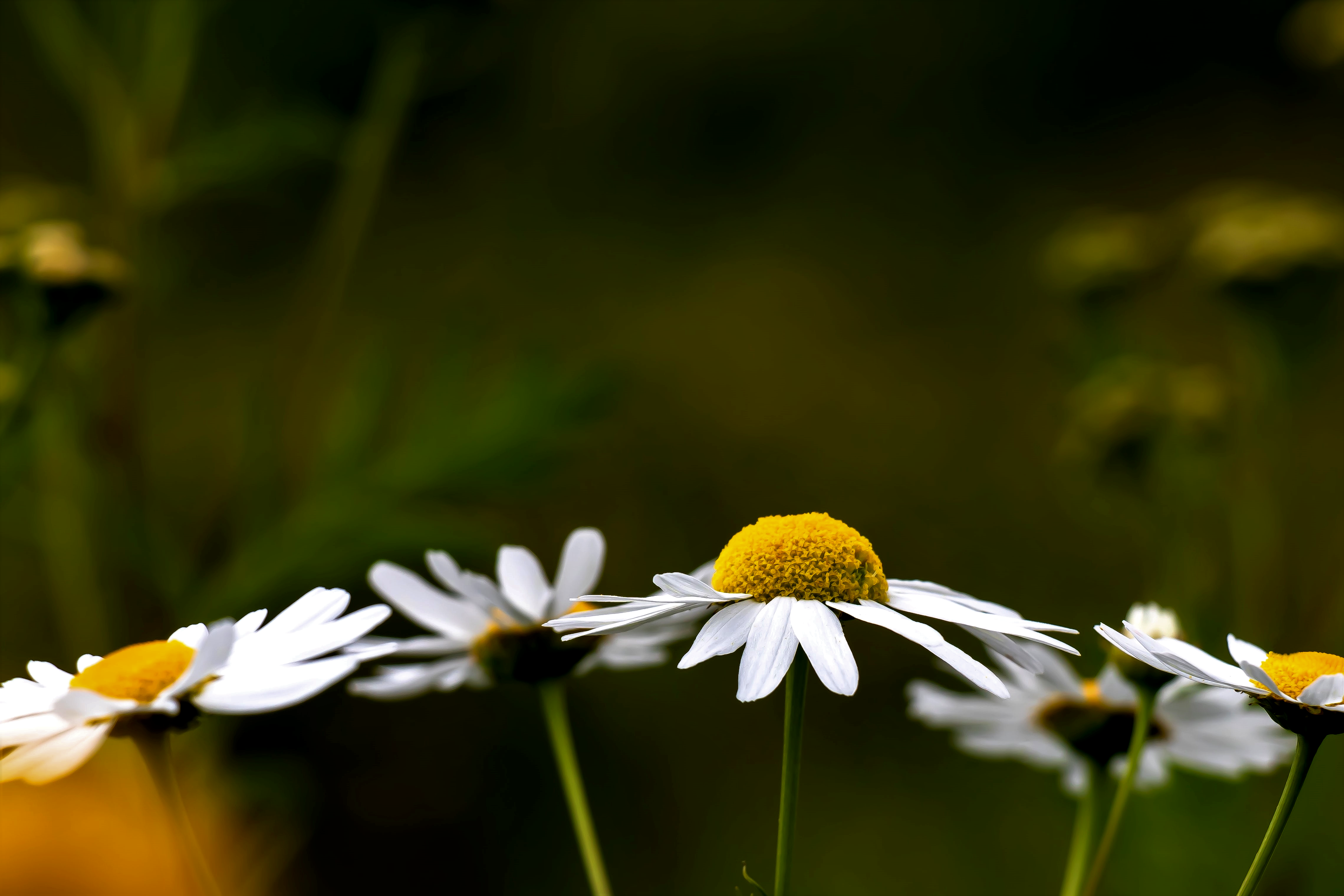 Zero Waste Products from The Daisy Refillery